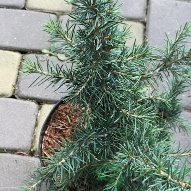 картинка Кедр гималайский Hollandia 