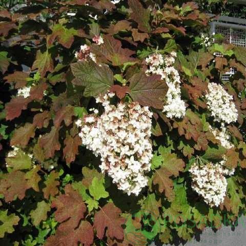картинка Гортензия дуболистная Black Porch 