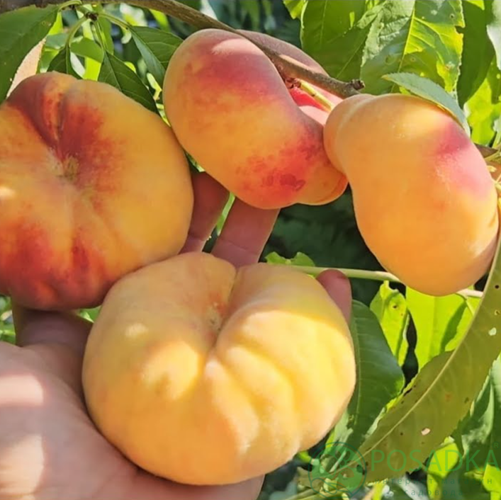 картинка Персик инжирный Свит Багел 