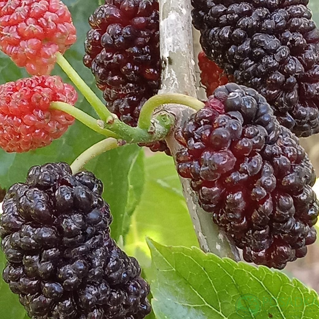 картинка Шелковица плакучая 