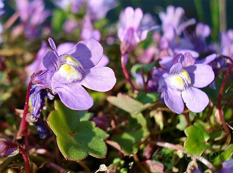 картинка Цимбалярия 