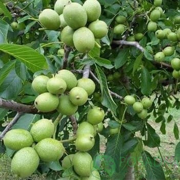 картинка Грецкий орех Иван Багряный 