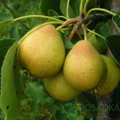 картинка Груша Основянская 