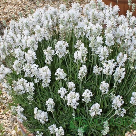 картинка Лаванда узколистная Blue Mountain White (контейнер р9) 