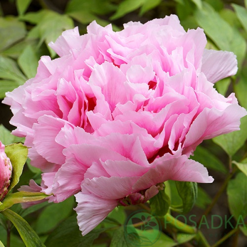 картинка Пион Древовидный Розовый 