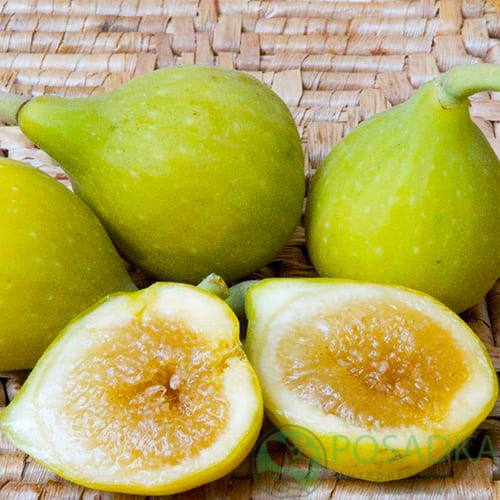 картинка Инжир Белый Медовый  картинка Инжир Белый Медовый