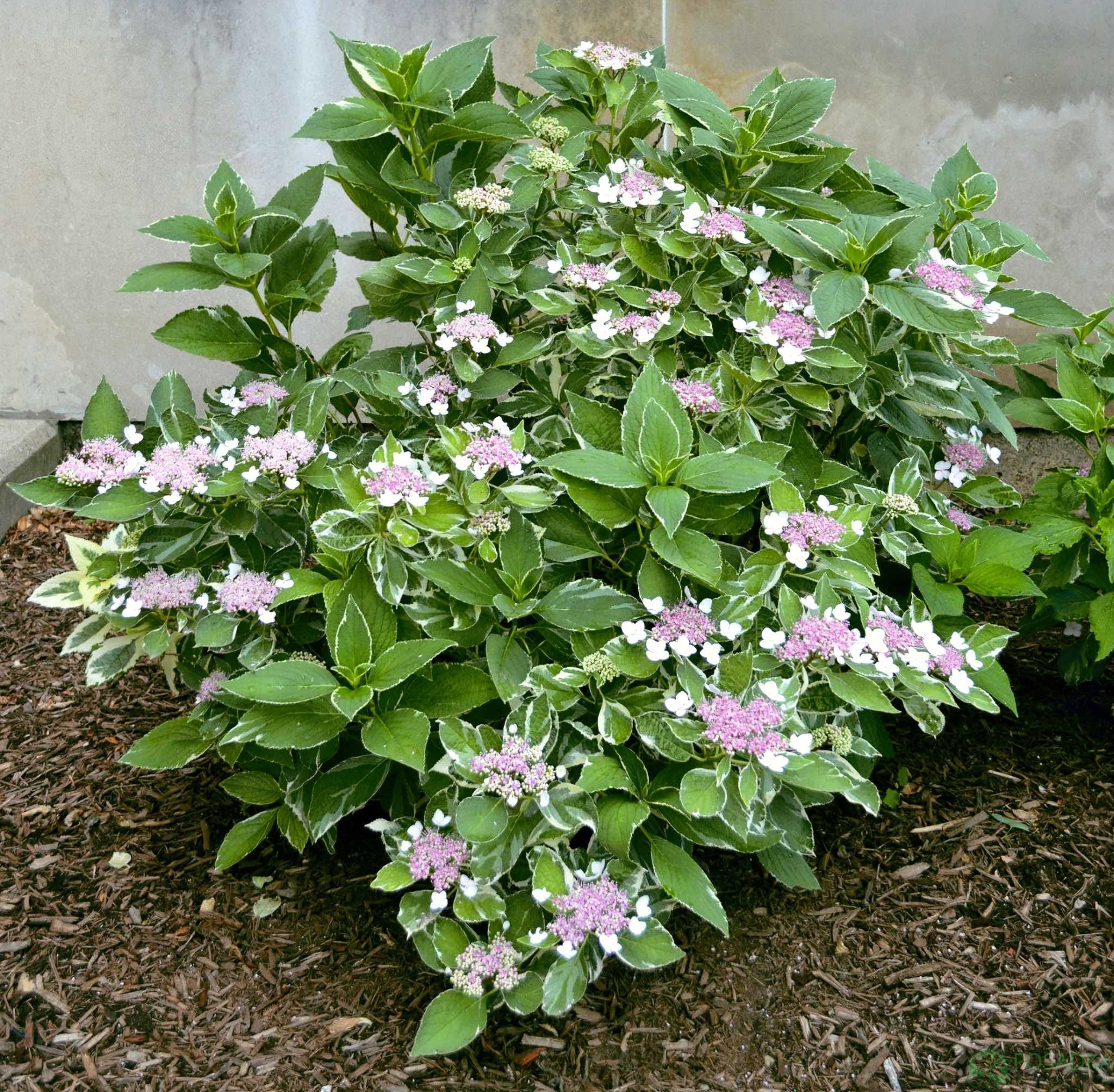 картинка Гортензия крупнолистная Mariessi Variegata (Мариеси Вариегата) 