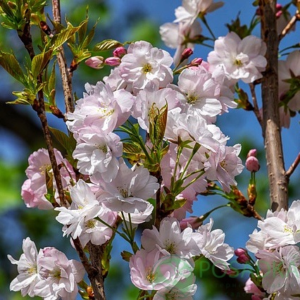 картинка Сакура Аманогава  картинка Сакура Аманогава