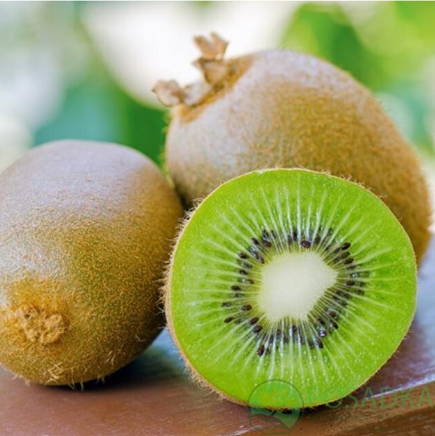 картинка Киви Дженни 2 года (ранний, морозостойкий) С2 