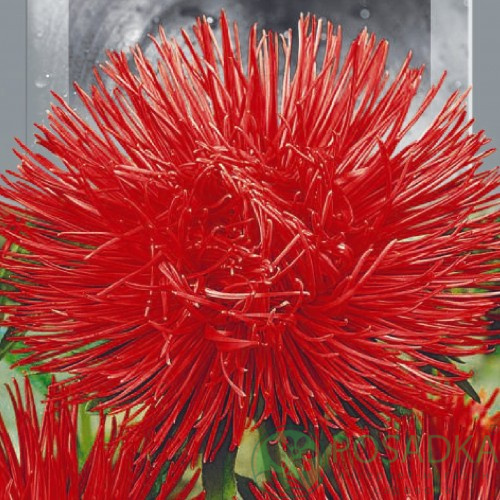 картинка Астра высокорослая Харц Кремхилд, семена, 0.25 г, Seedera 