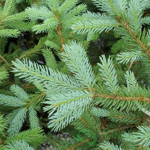 картинка Ель колючая (Picea pungens) 