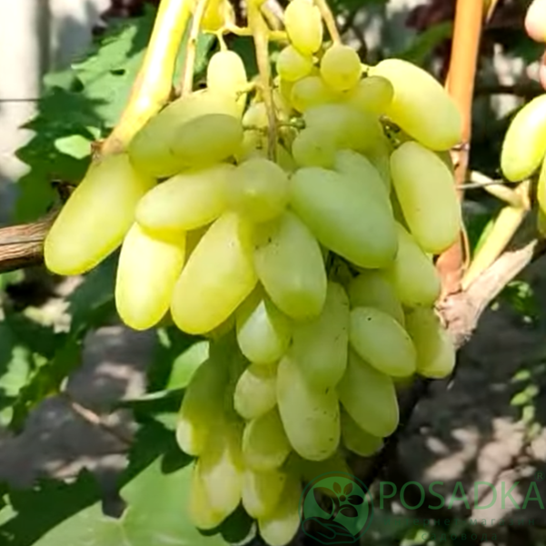 картинка Виноград Алинка (контейнер) 