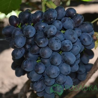 картинка Виноград кишмиш Шарада 