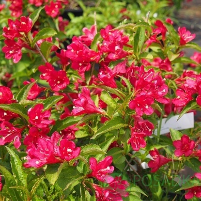 картинка Вейгела цветущая Наин Руж  картинка Вейгела цветущая Наин Руж