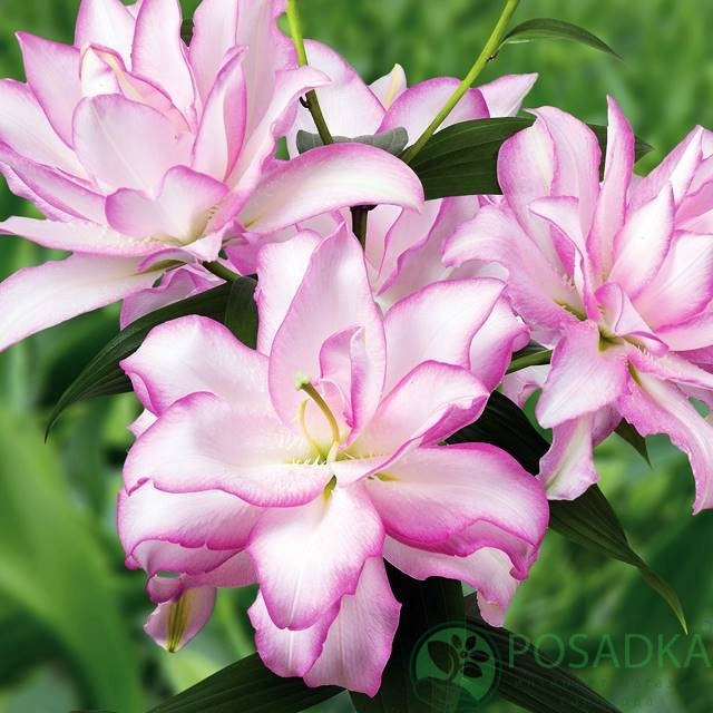 картинка Лилия Roselily Anouska 