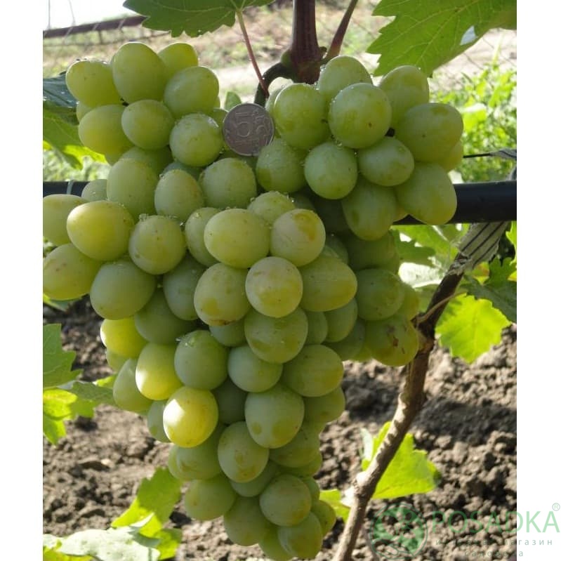 картинка Виноград Супер-Экстра 