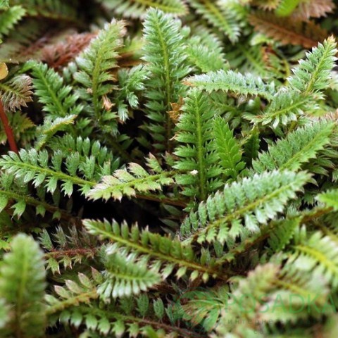 картинка Лептинелла Squalida (Ладонник) 