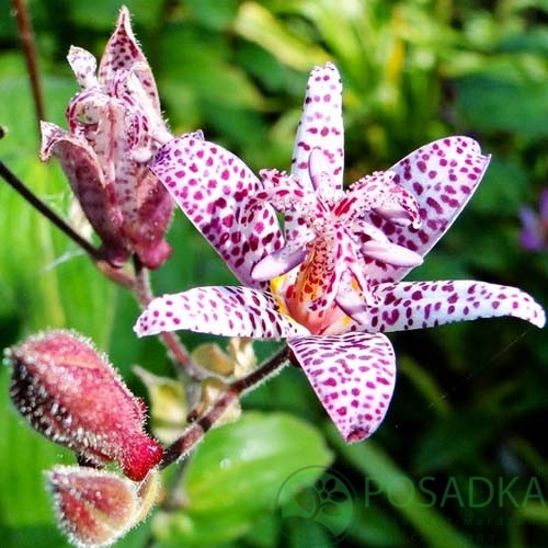 картинка Трициртис Macropoda картинка Трициртис Macropoda