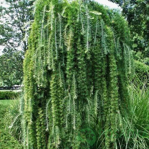 картинка Лиственница Кемпфера Stiff Weeping 