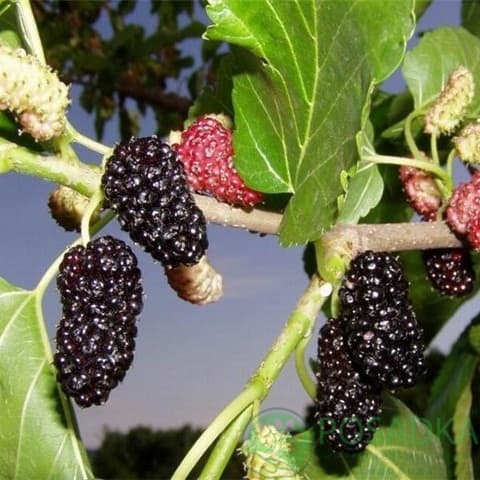 картинка Шелковица чёрная Турчанка 