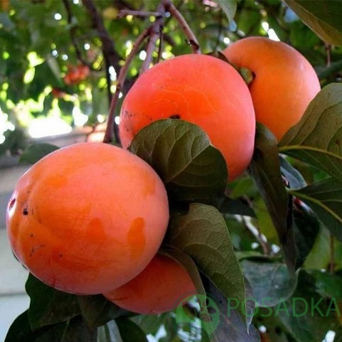 картинка Хурма Украинка (урожайная, рання) 