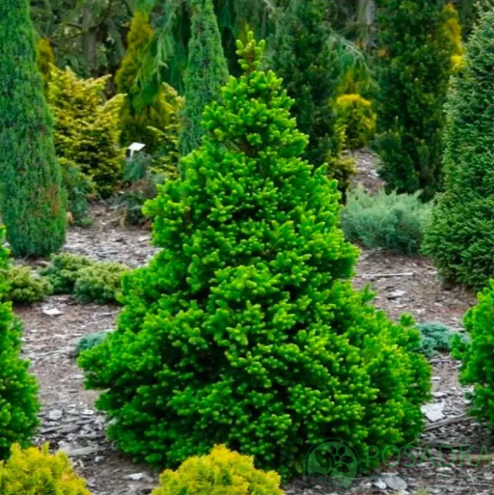 картинка Ель обыкновенная Виллс Цверг 