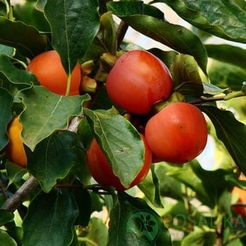 картинка Хурма Крымчанка 55 (виргинский подвой) 