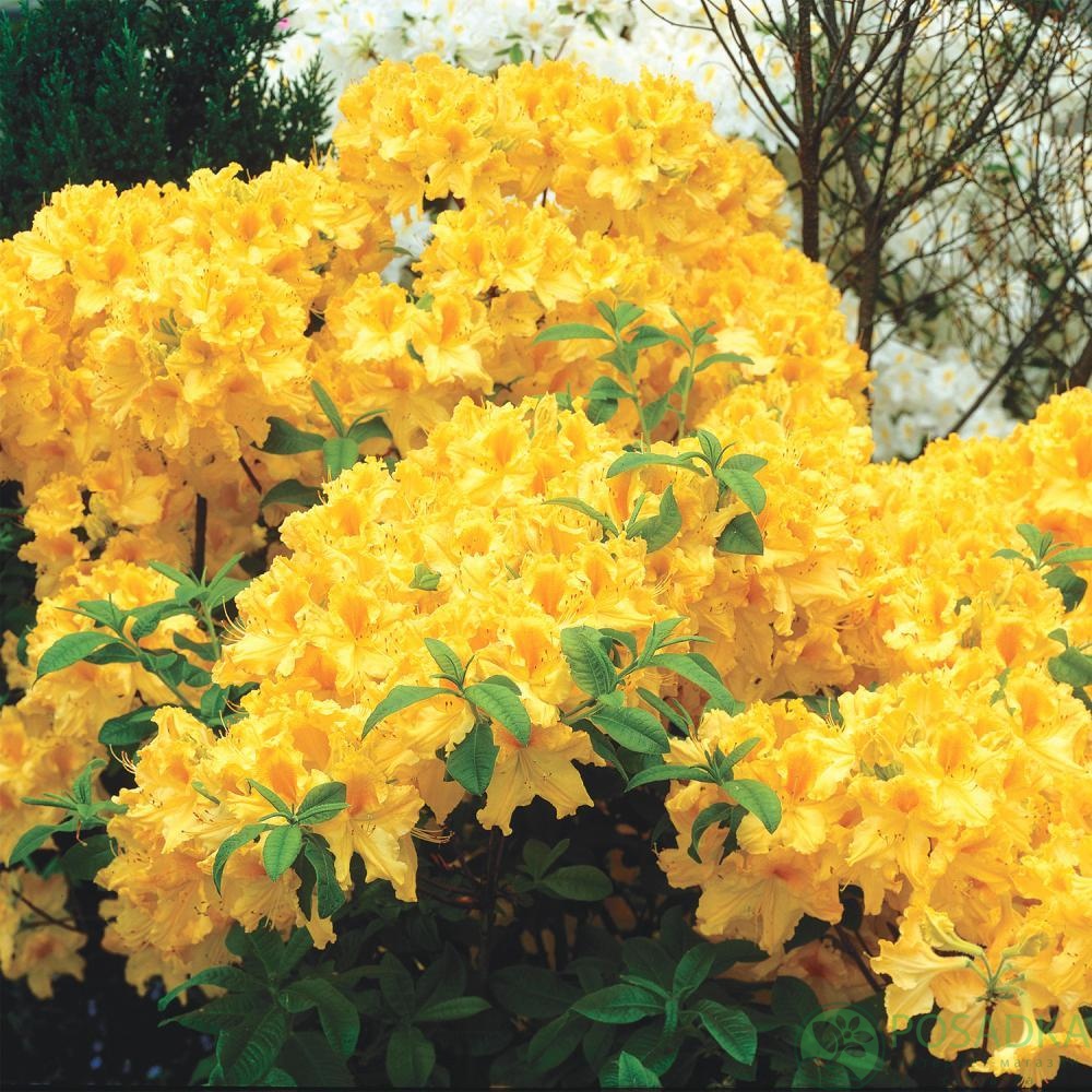 картинка Азалия японская Yellow Pom Pom 