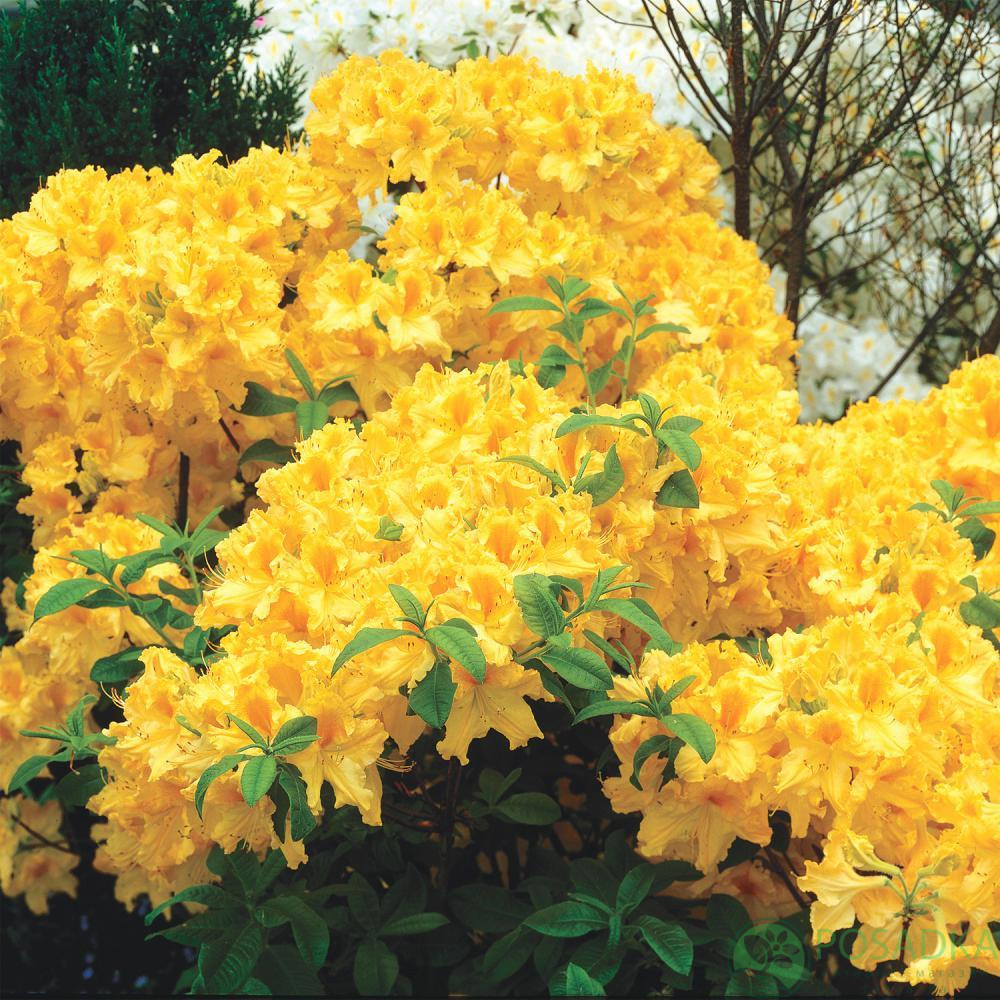 картинка Азалия японская Yellow Pom Pom 