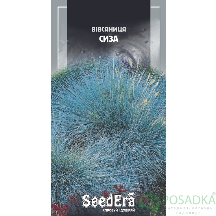 картинка Семена Овсянница Сизая многолетняя 0,1 г, Seedera 