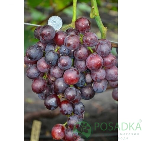 картинка Виноград Фердинанд 