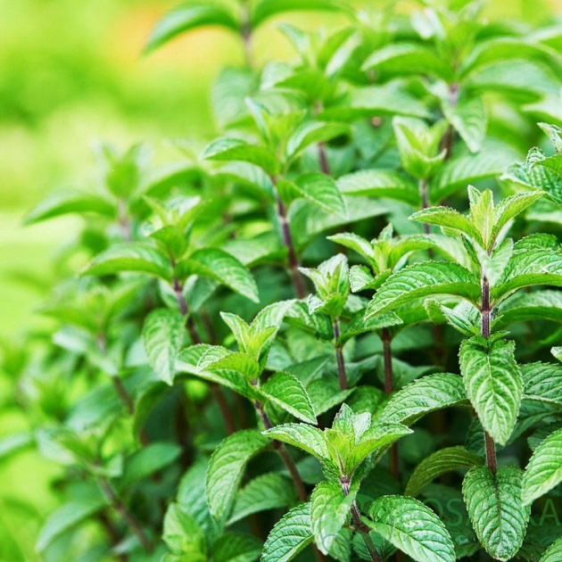 картинка Мята Перечная 