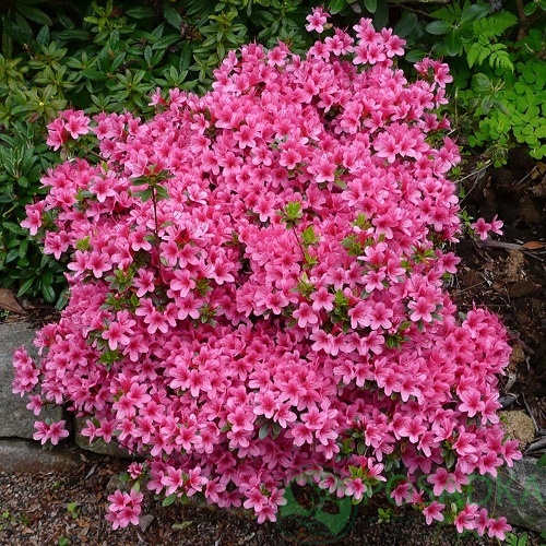 картинка Рододендрон японский Silvester 