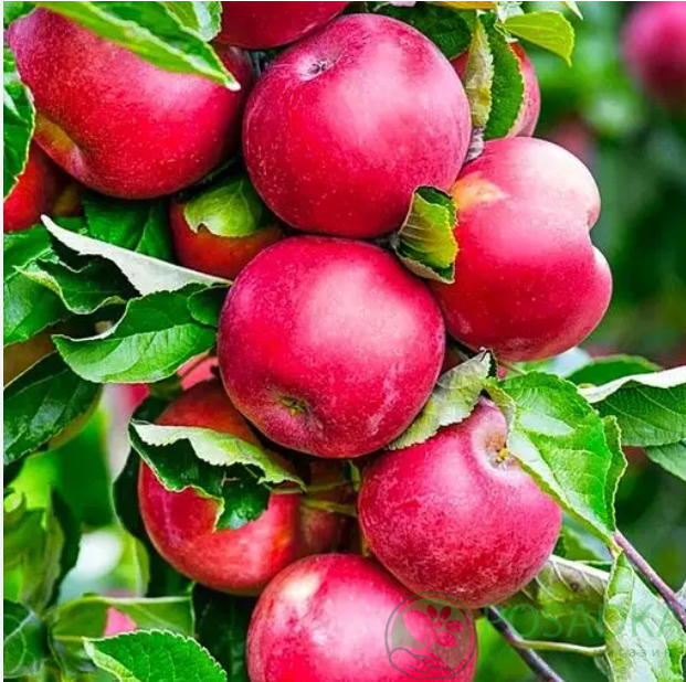 картинка Яблоня колоновидная Виктория 