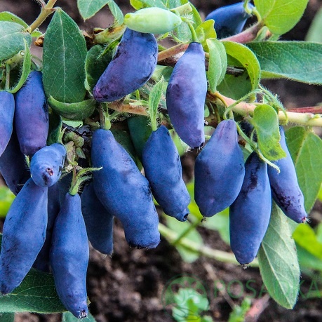 картинка Жимолость съедобная Восторг  картинка Жимолость съедобная Восторг