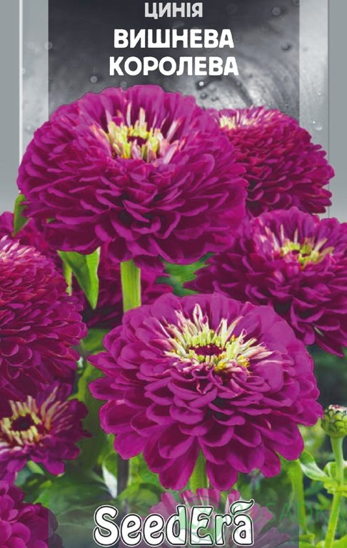 картинка Циния Вишневая Королева, семена 0.5 г, SeedEra 