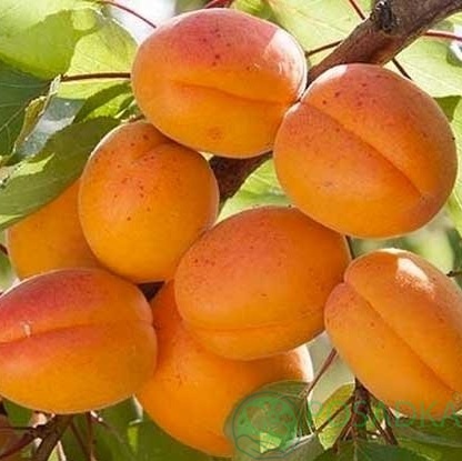 картинка Абрикос ​Джумбо Кот 