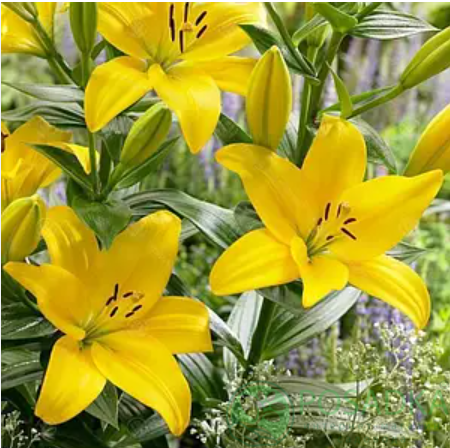 картинка Лилия El Divo 