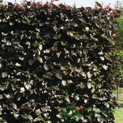 картинка Бук лесной Атропуницеа Пурпуреа 2л 