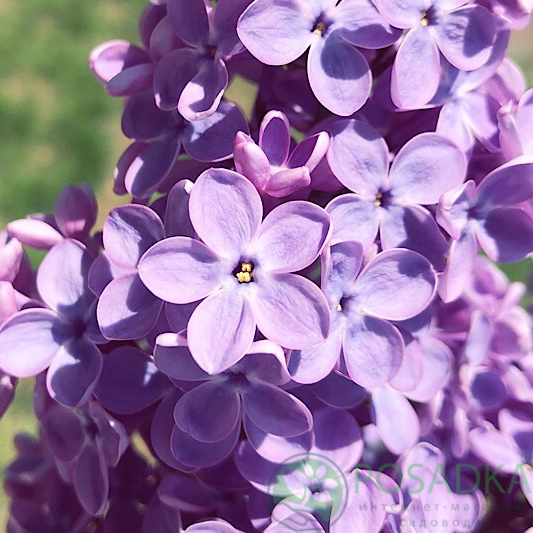 картинка Сирень Космос 