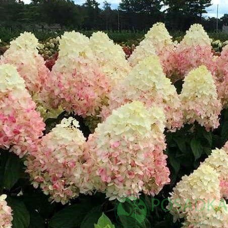 картинка Гортензия метельчатая Magical Sweet Summer 