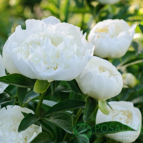 картинка Пион древовидный Paeonia suffr. white 