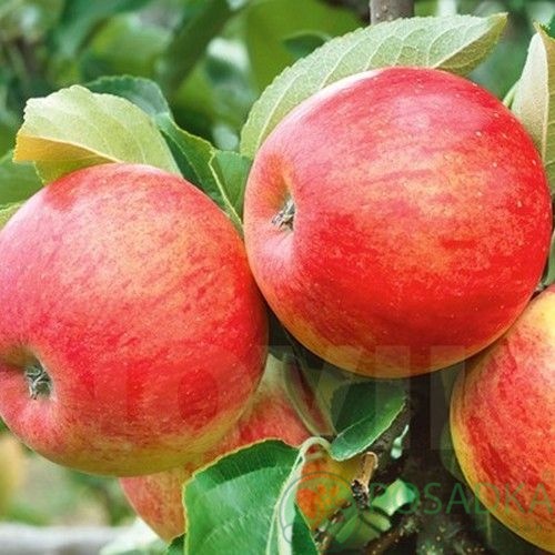 картинка Яблоня Пирос 