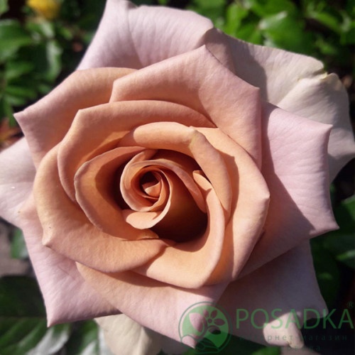 картинка Роза чайно-гибридная Капучино 