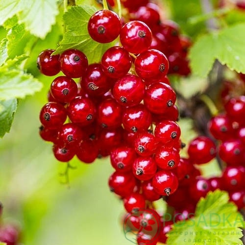 картинка Смородина красная Вождь Краснокожих  картинка Смородина красная Вождь Краснокожих