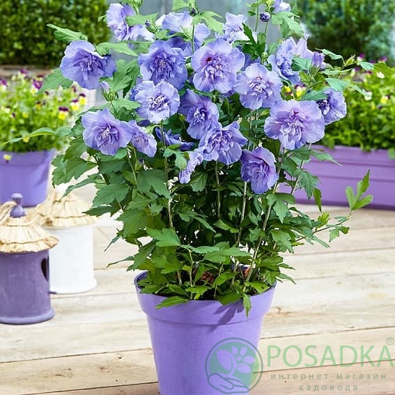 картинка Гибискус сирийский Блю Шифон (Hibiscus syriacus Blue Chiffon) картинка Гибискус сирийский Блю Шифон (Hibiscus syriacus Blue Chiffon)