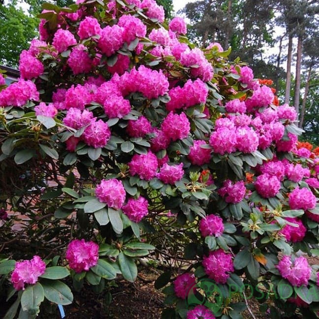 картинка Рододендрон гибридный Germania 4л 