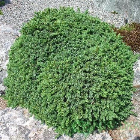 картинка Ель черная Нана (Picea mariana Nana) 