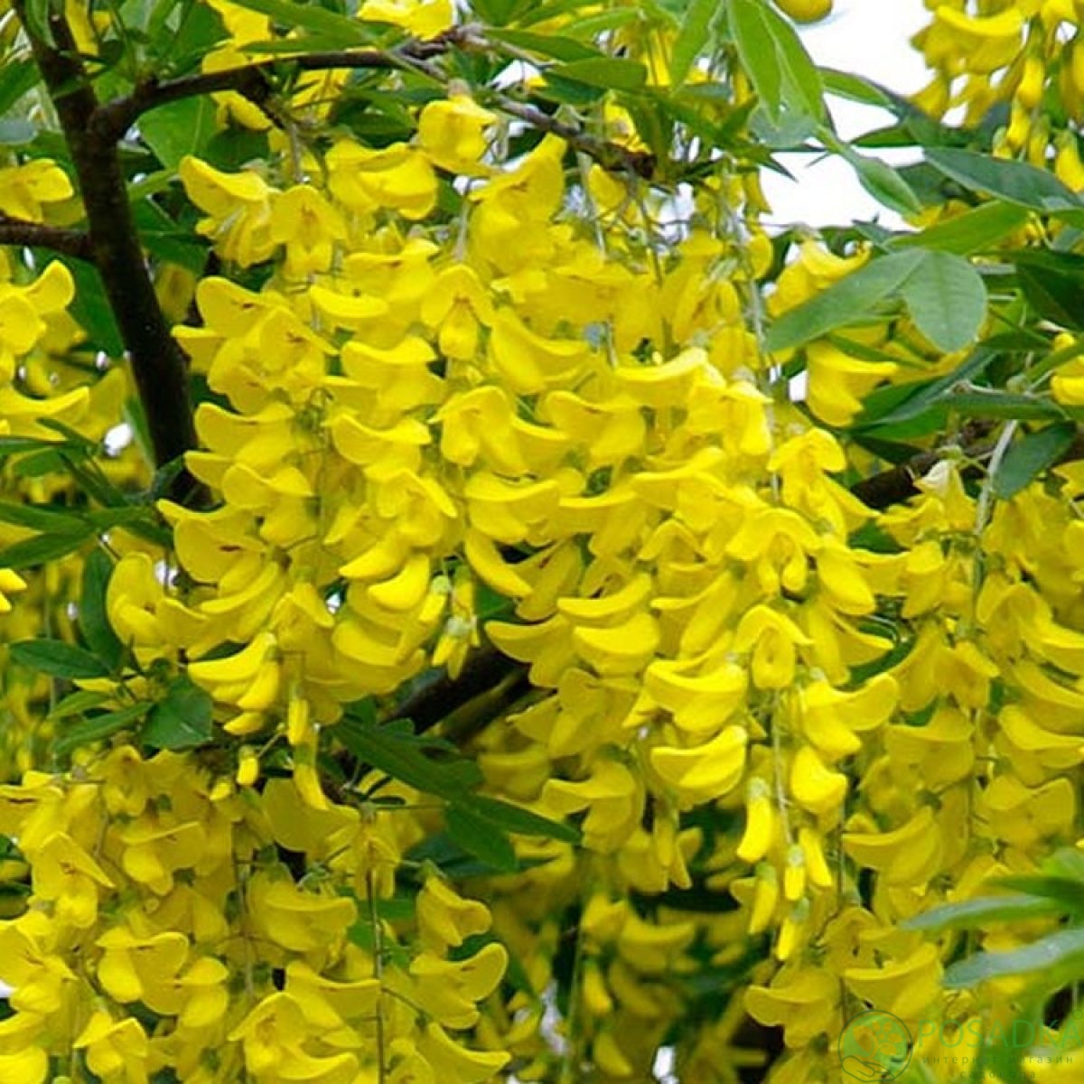 картинка Бобивник Ватерера Воши (Laburnum watereri vossii) 