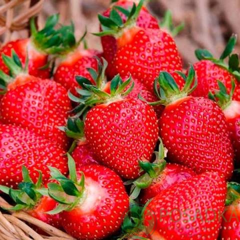 картинка Семена клубники Розовая мечта (0.01гр) 